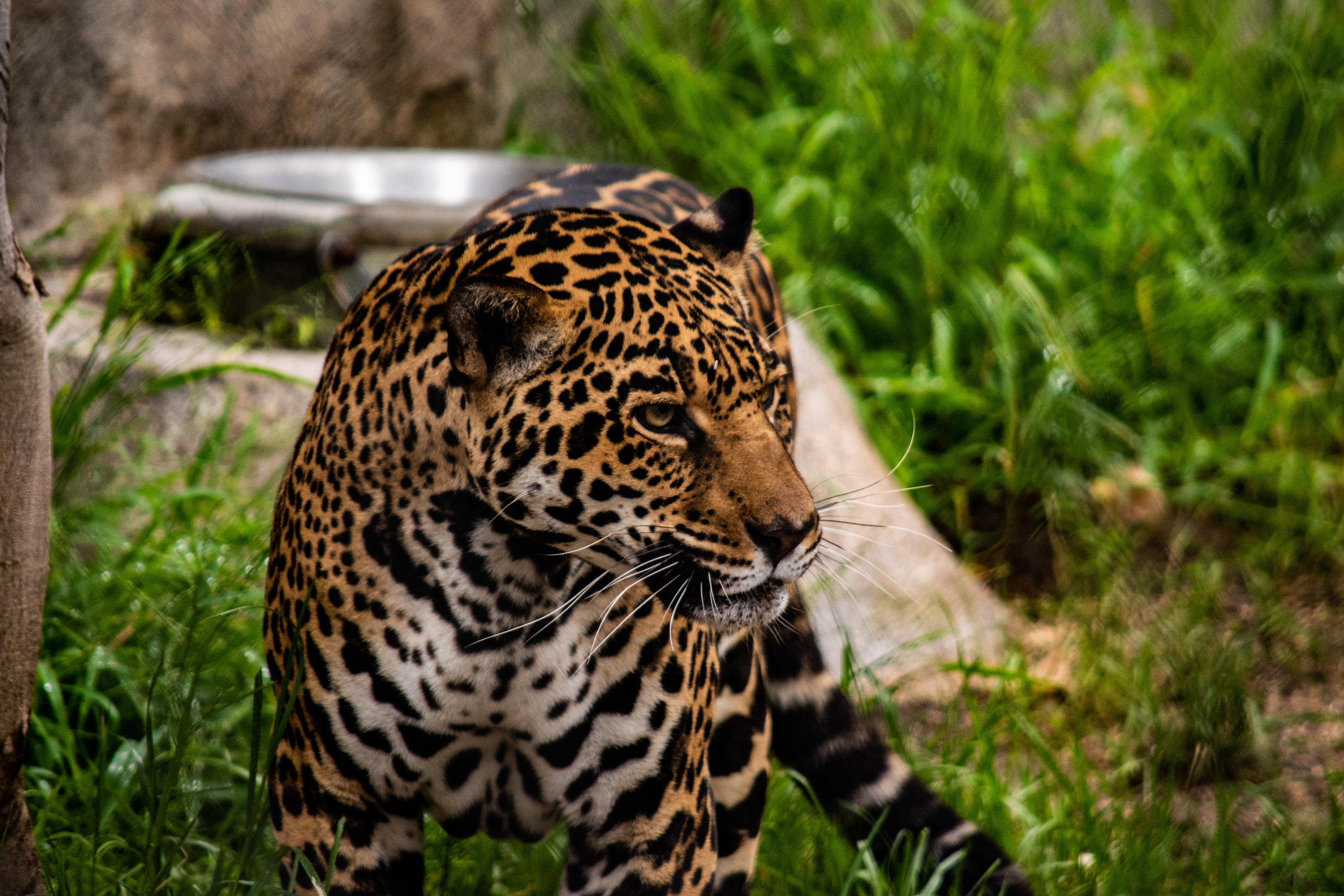 zoo 35.jpg