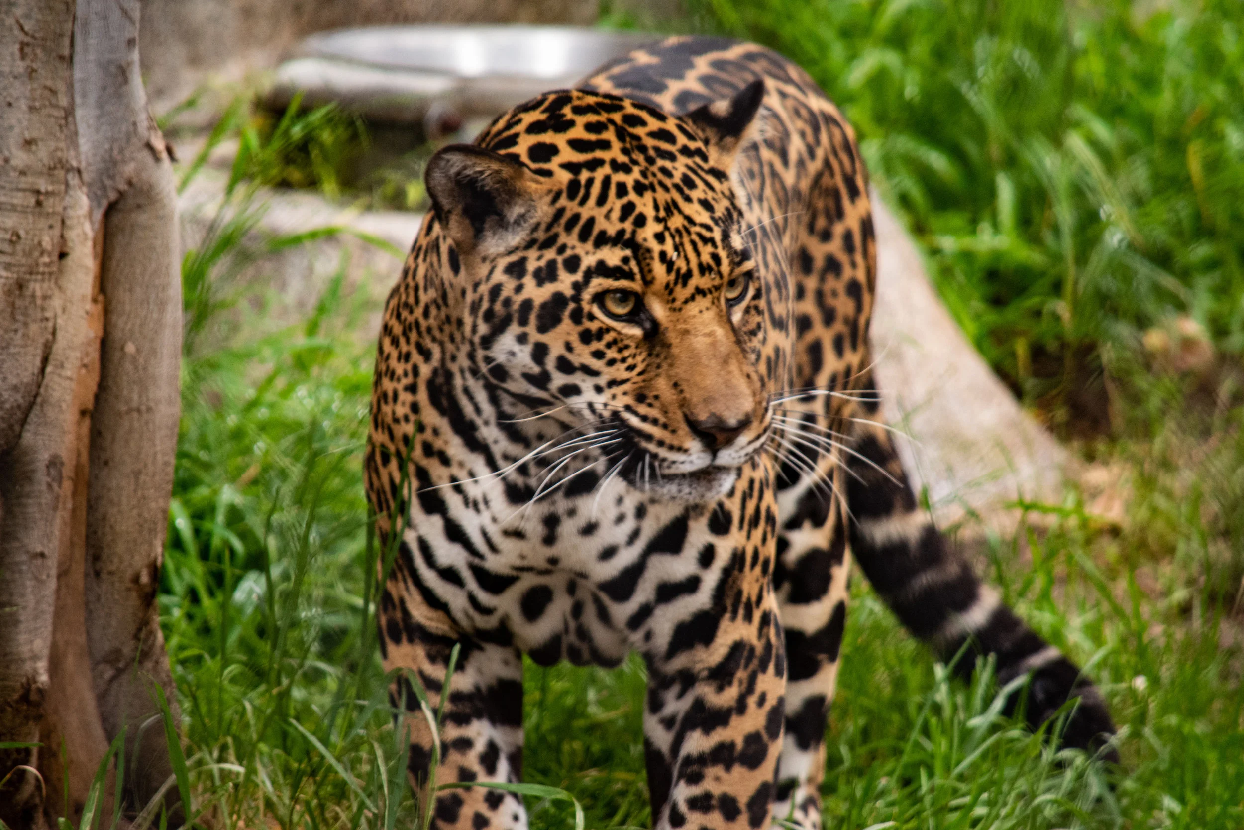 zoo 34.jpg