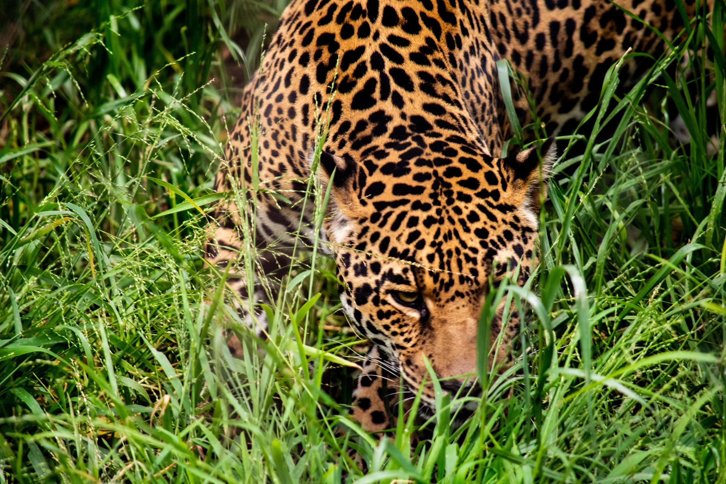 zoo 32.jpg