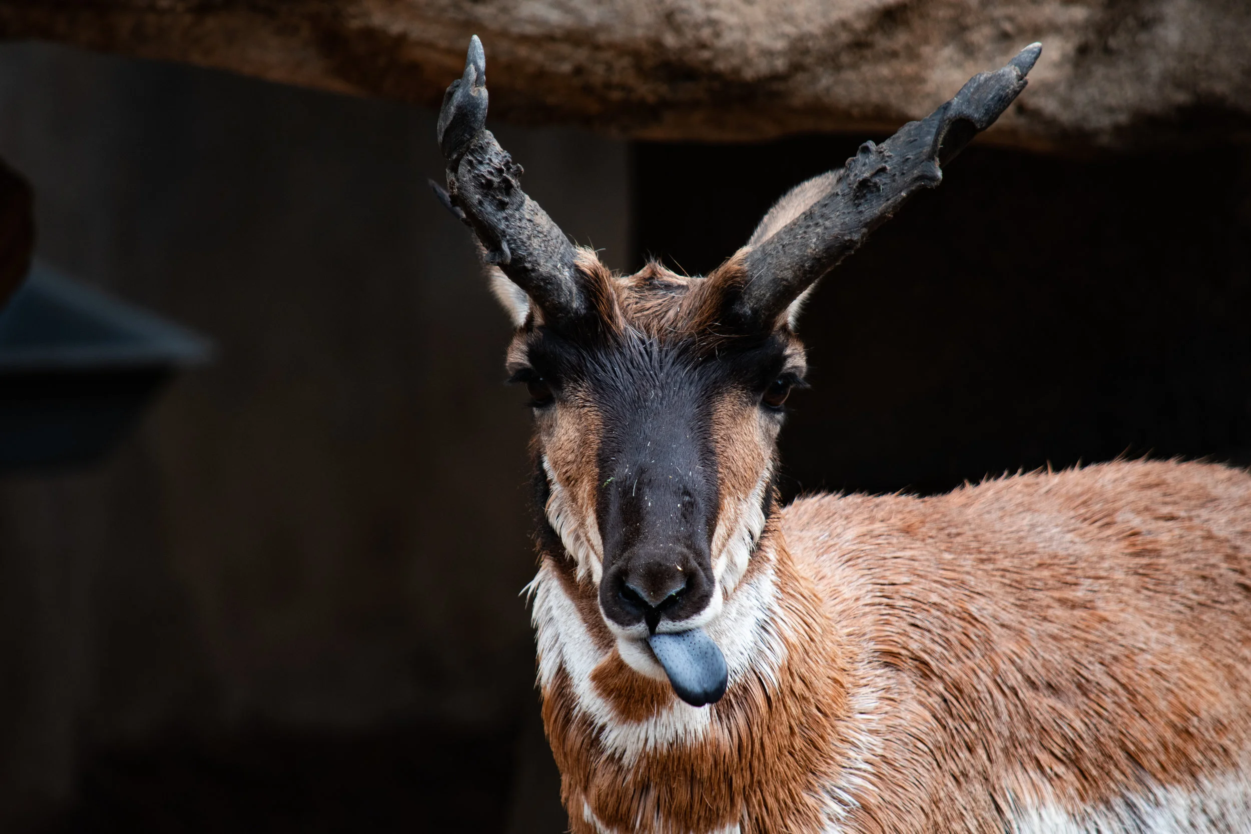 zoo 20 deerish.jpg