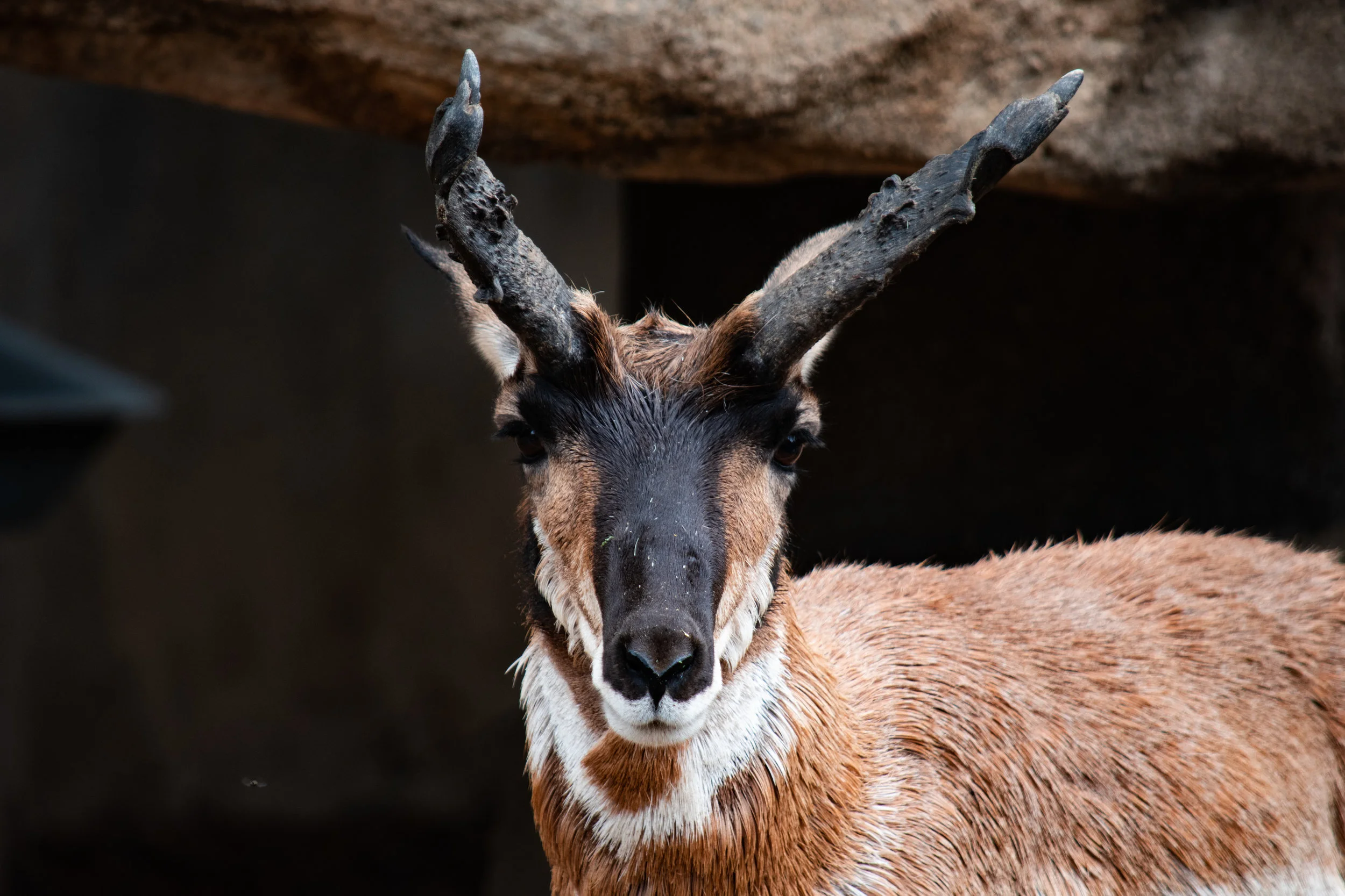 zoo 19 deerish.jpg
