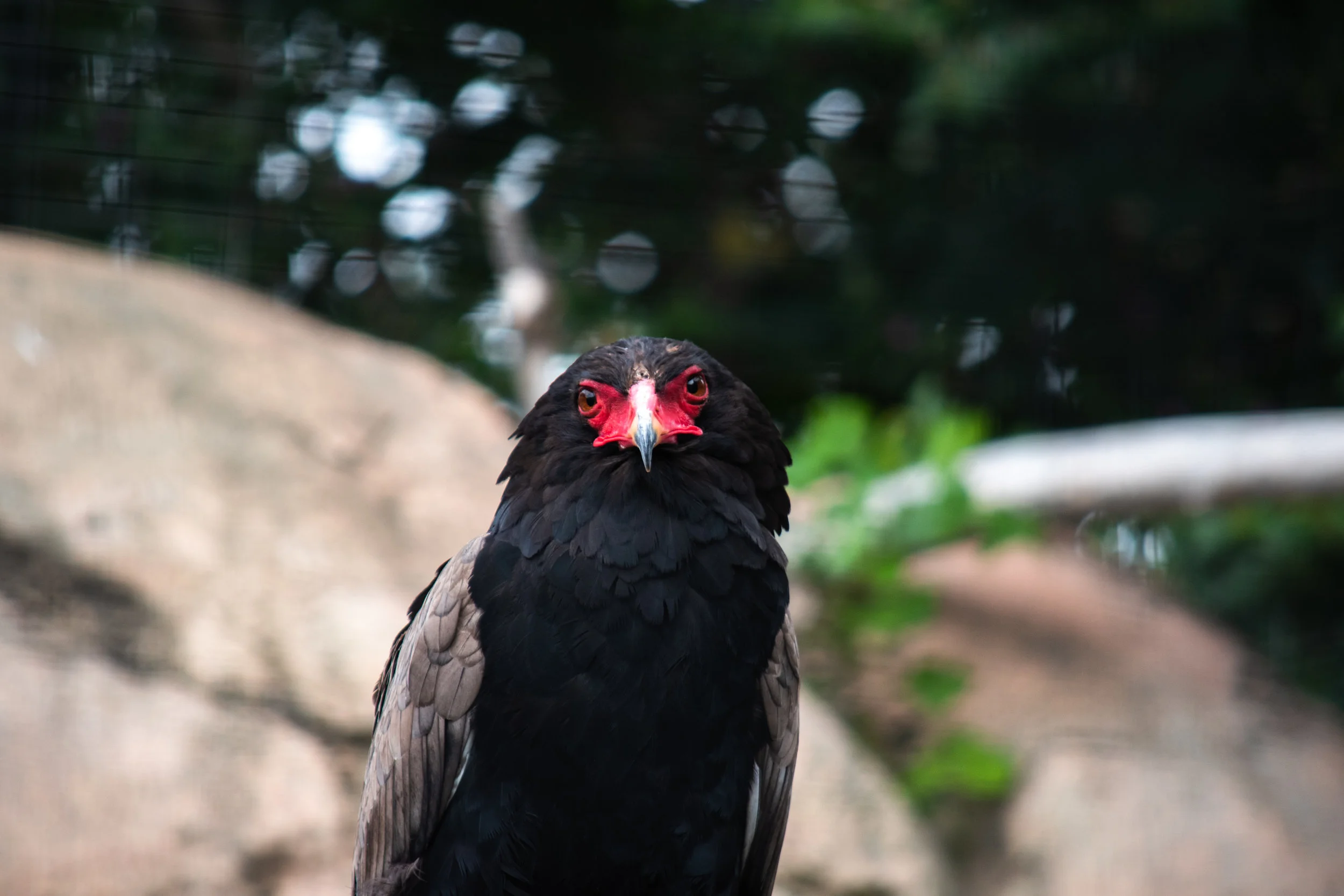 zoo 16.jpg