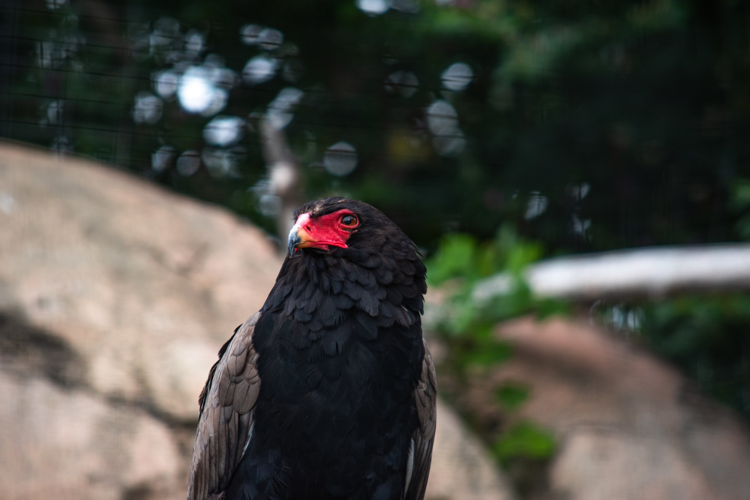 zoo 15.jpg
