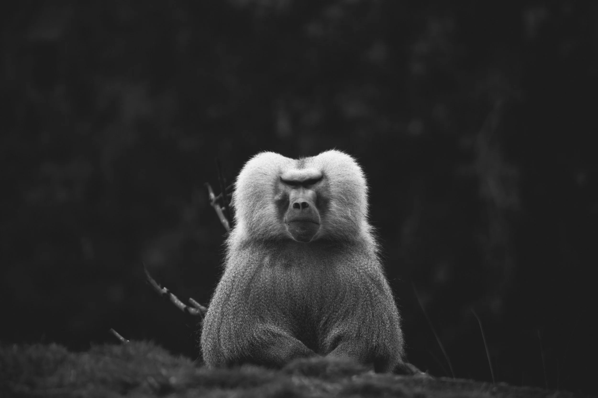 zoo 12.jpg
