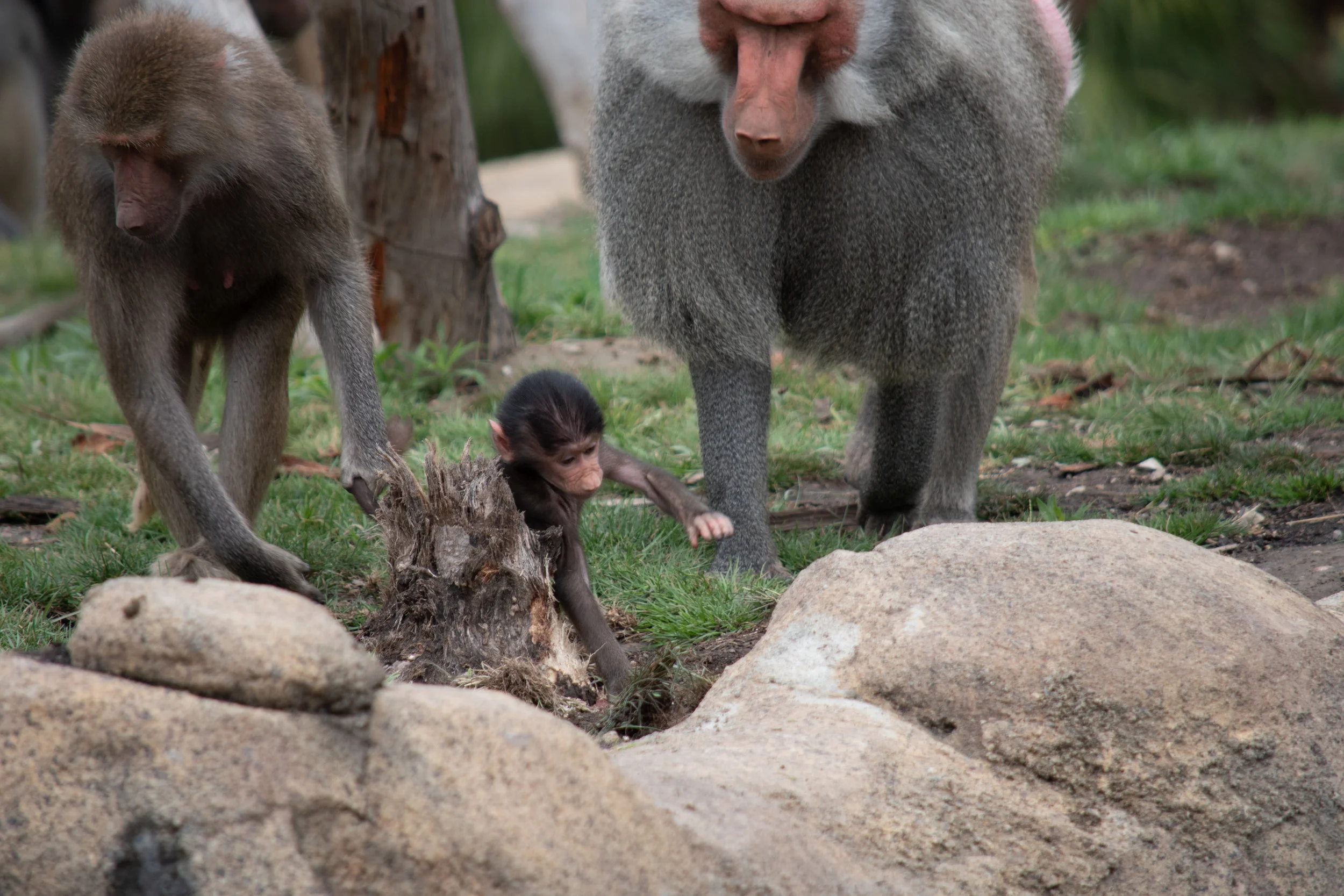 zoo 10.jpg