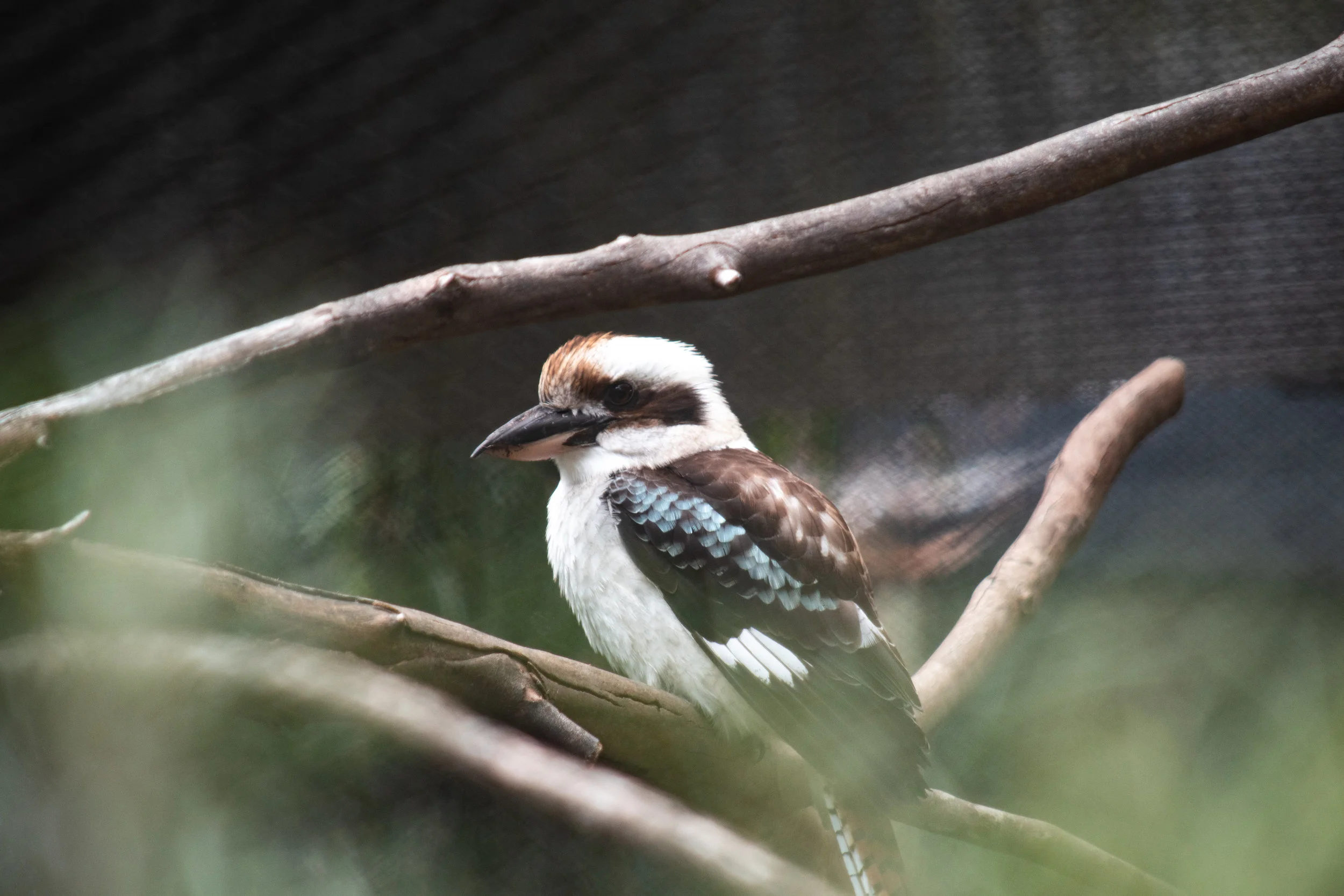 zoo 1.jpg