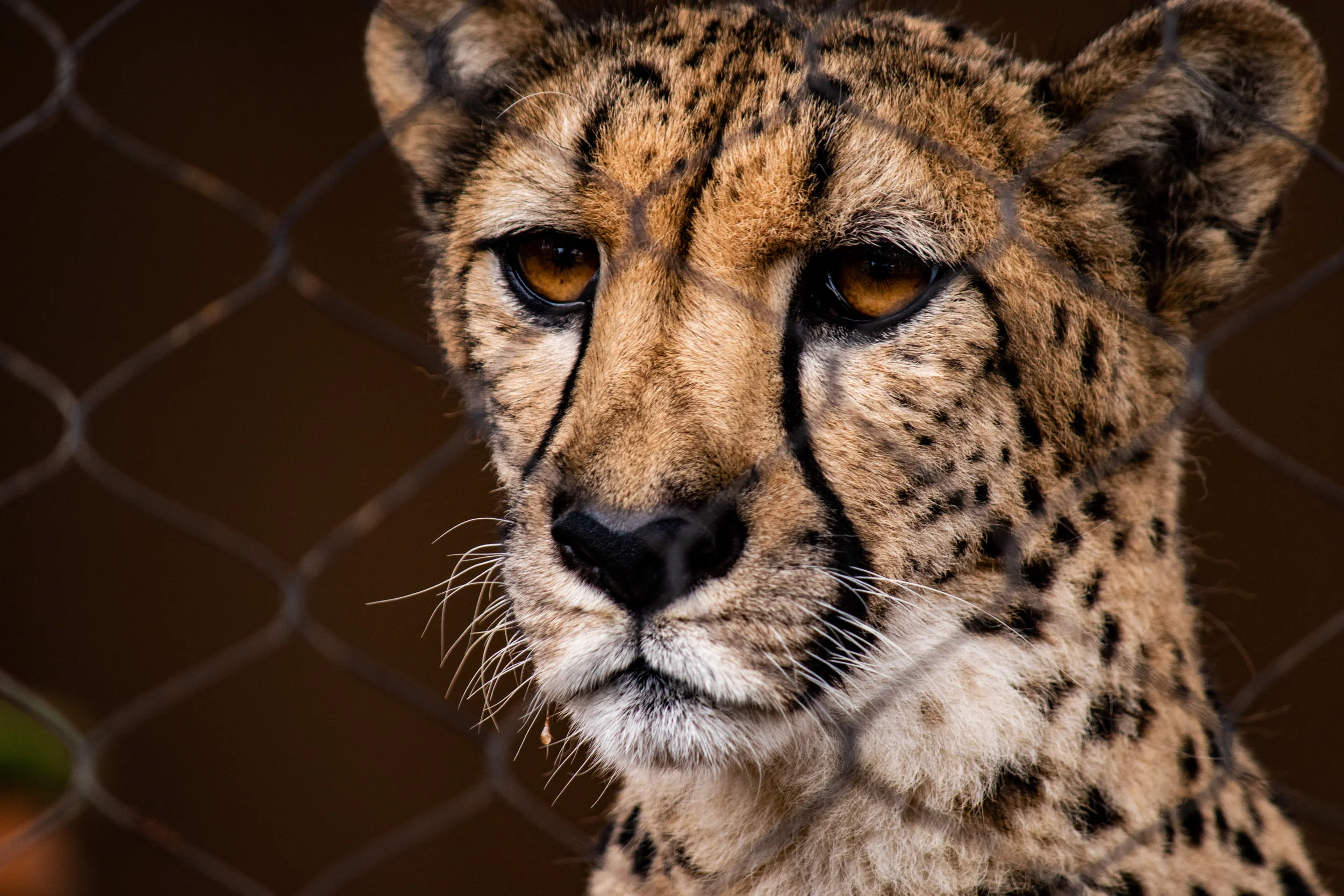 dog and cheetah 4.jpg