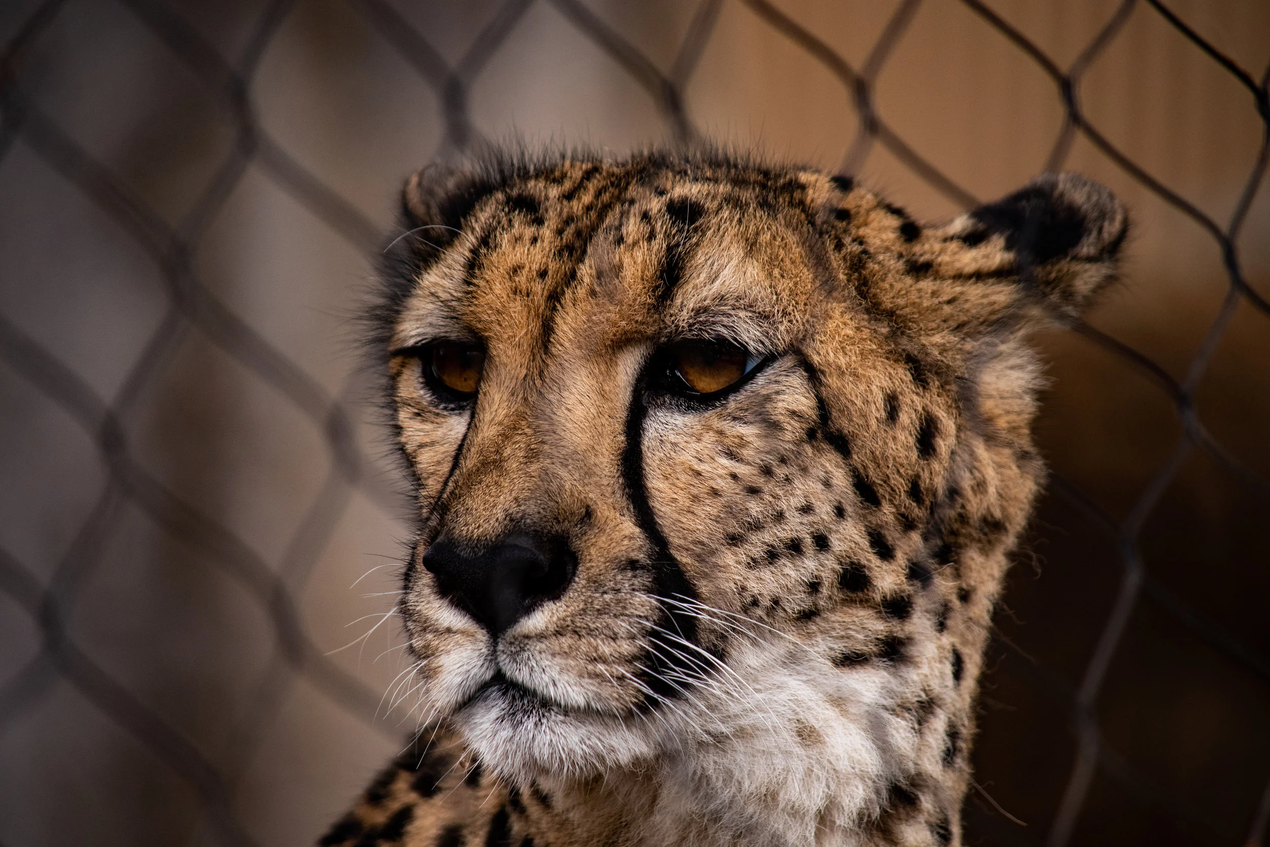 dog and cheetah 3.jpg