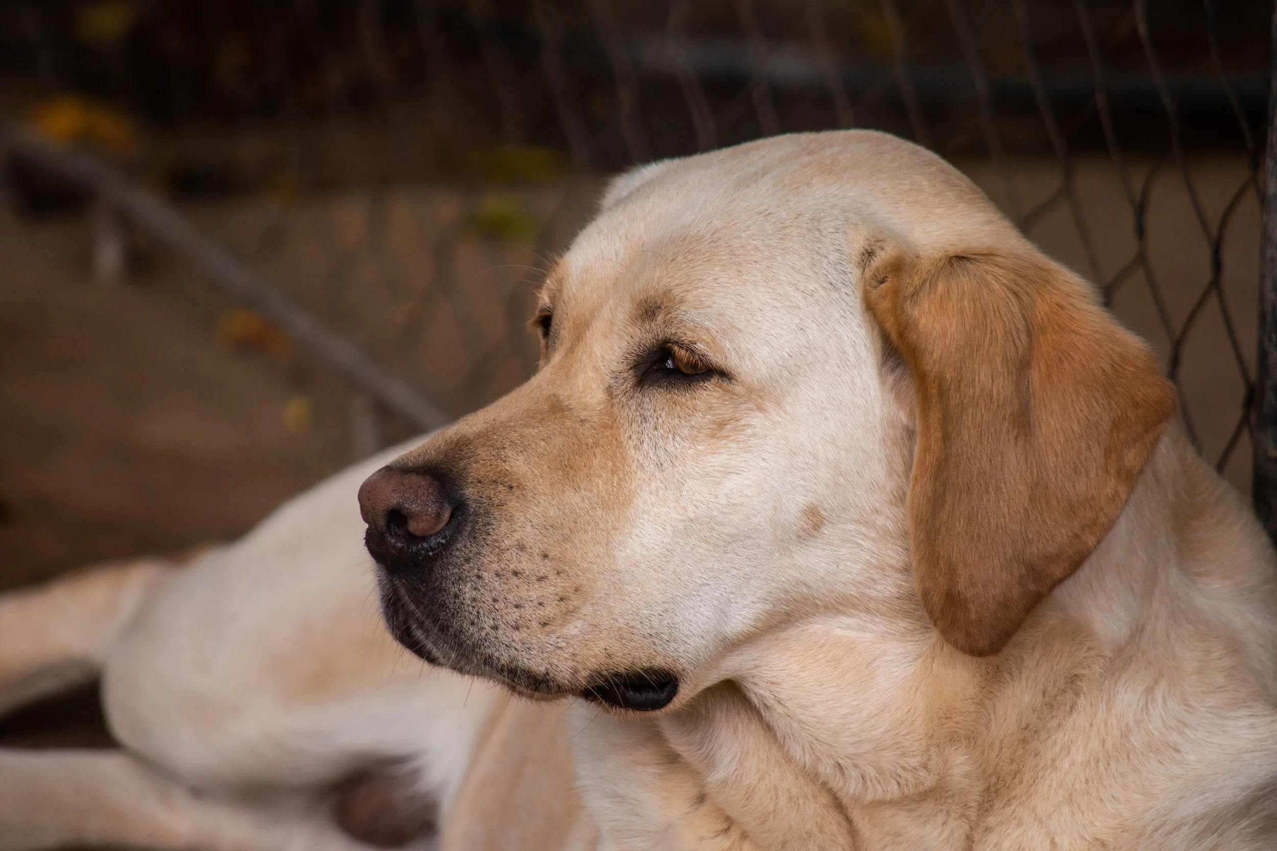 dog and cheetah 1.jpg