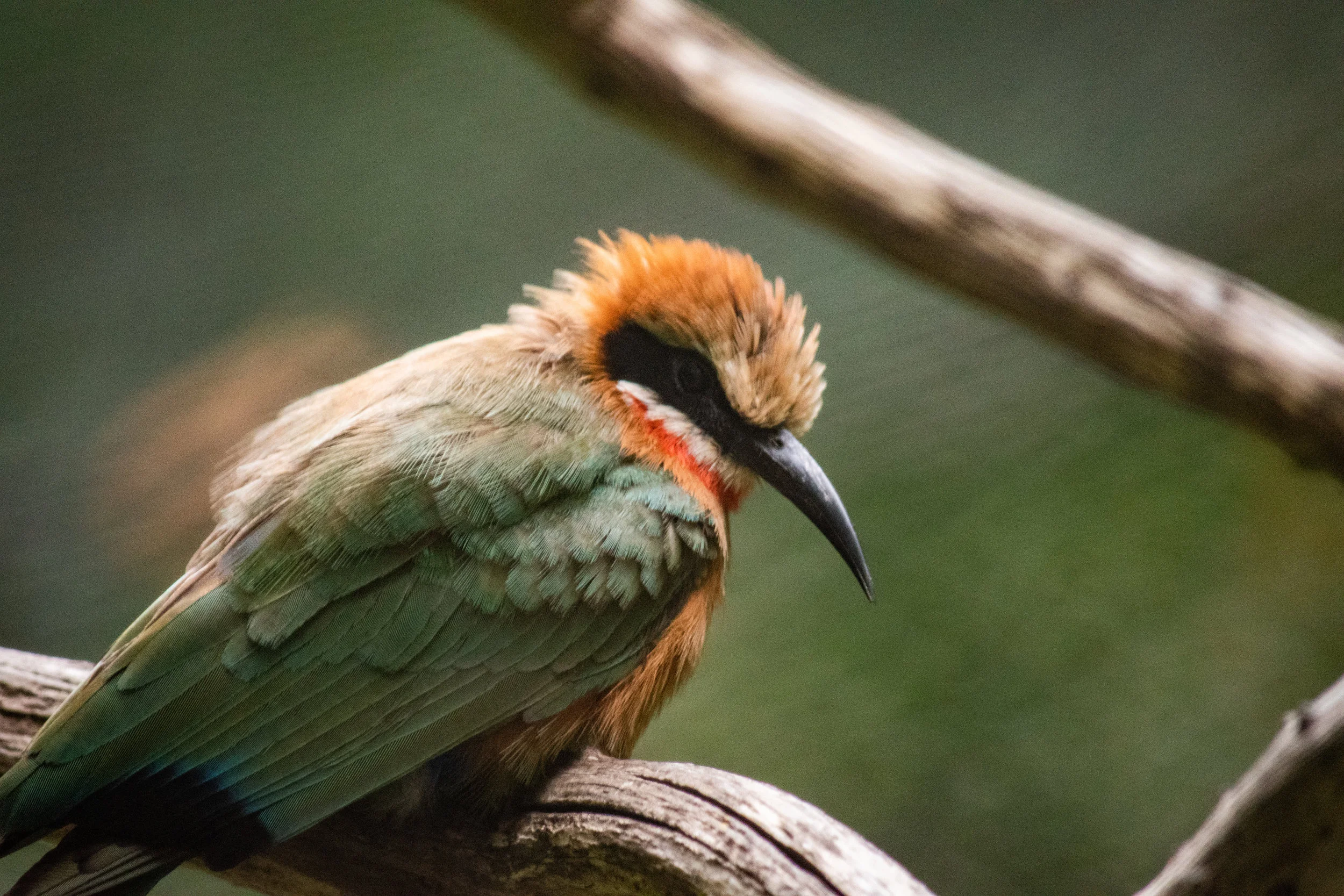 zoo 84.jpg