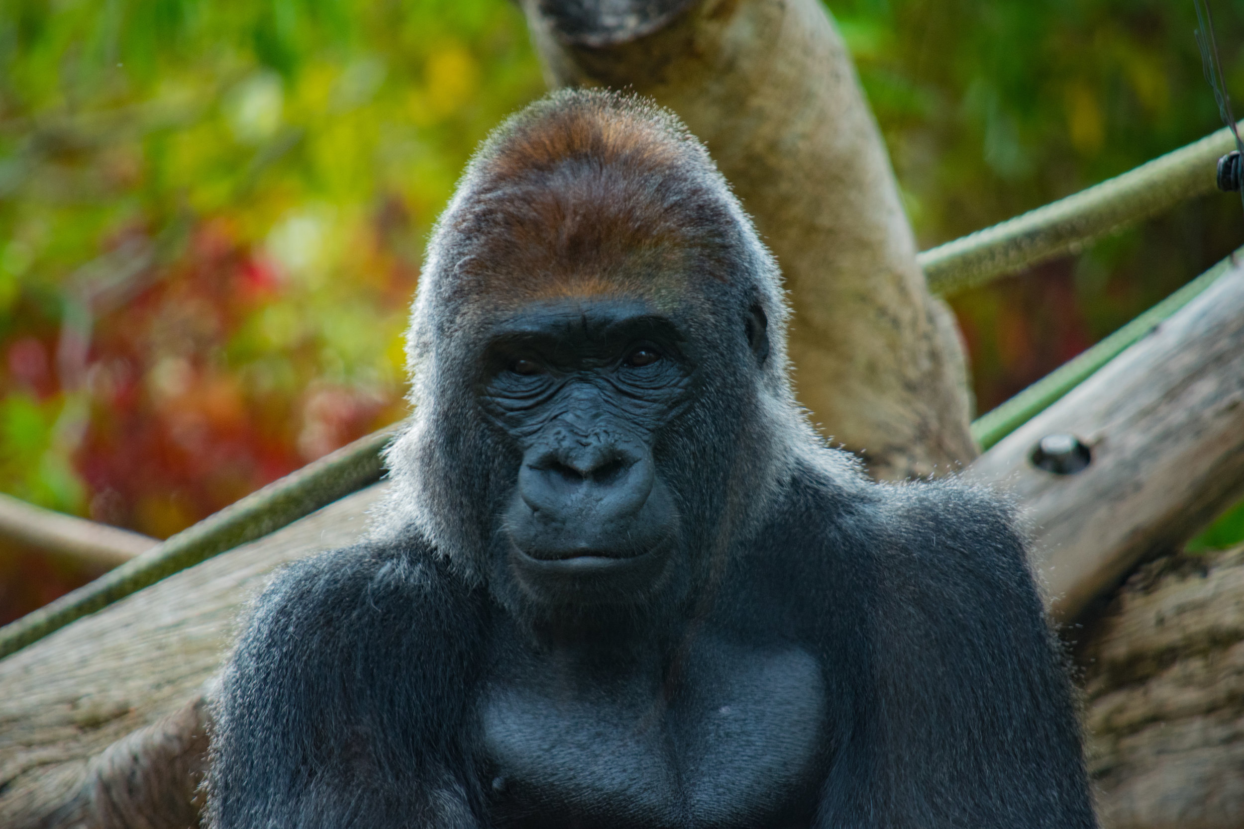 zoo 83.jpg