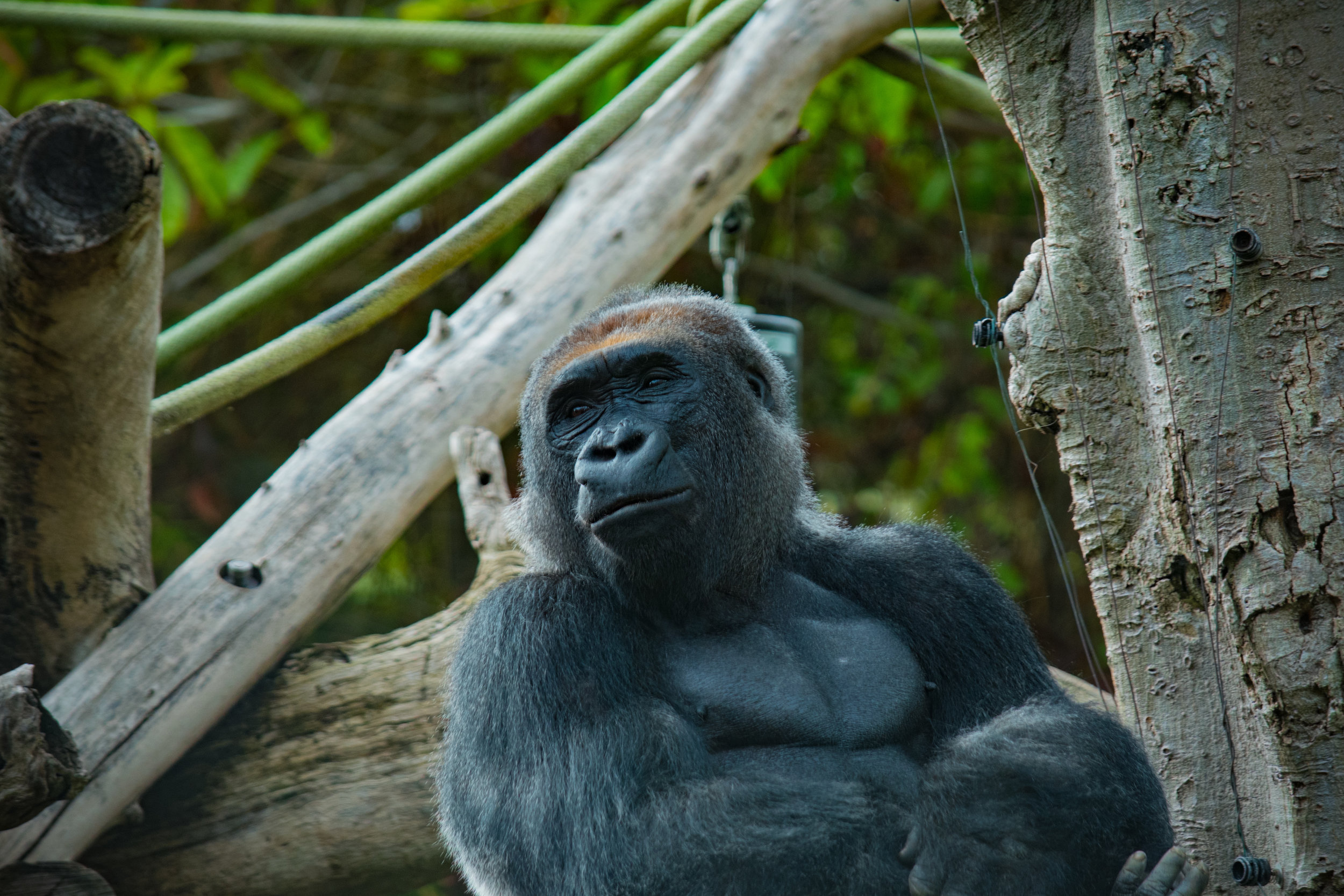 zoo 80.jpg