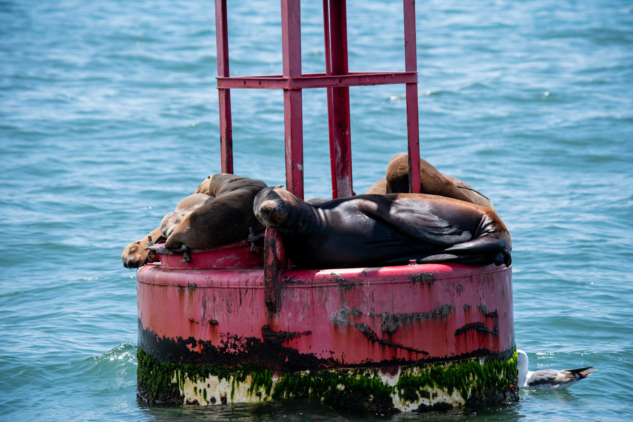 seals.jpg