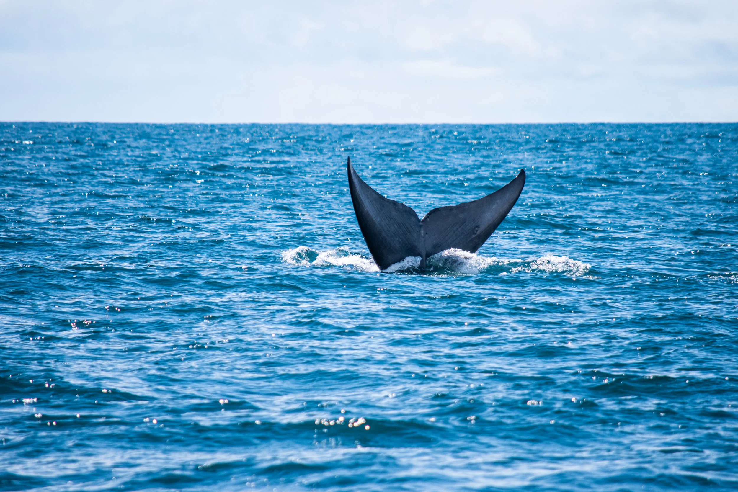 whale 9.jpg