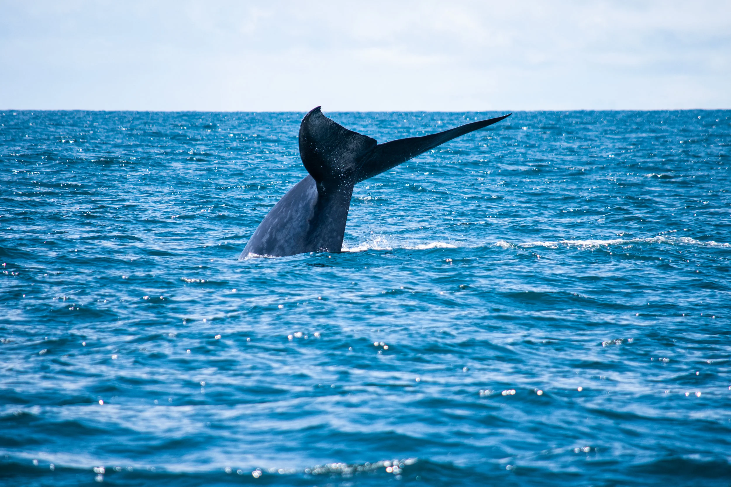 whale 8.jpg