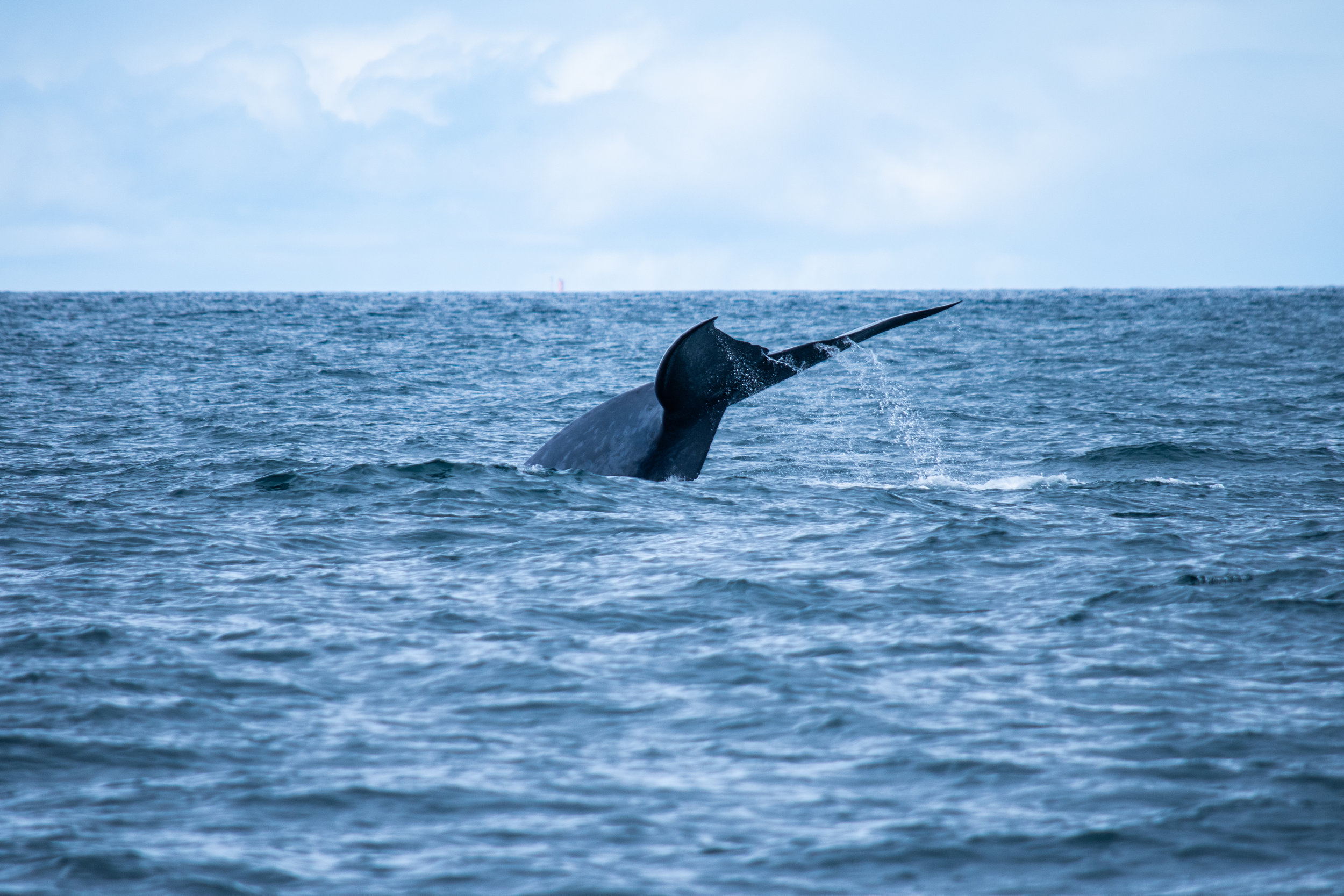 whale 7.jpg