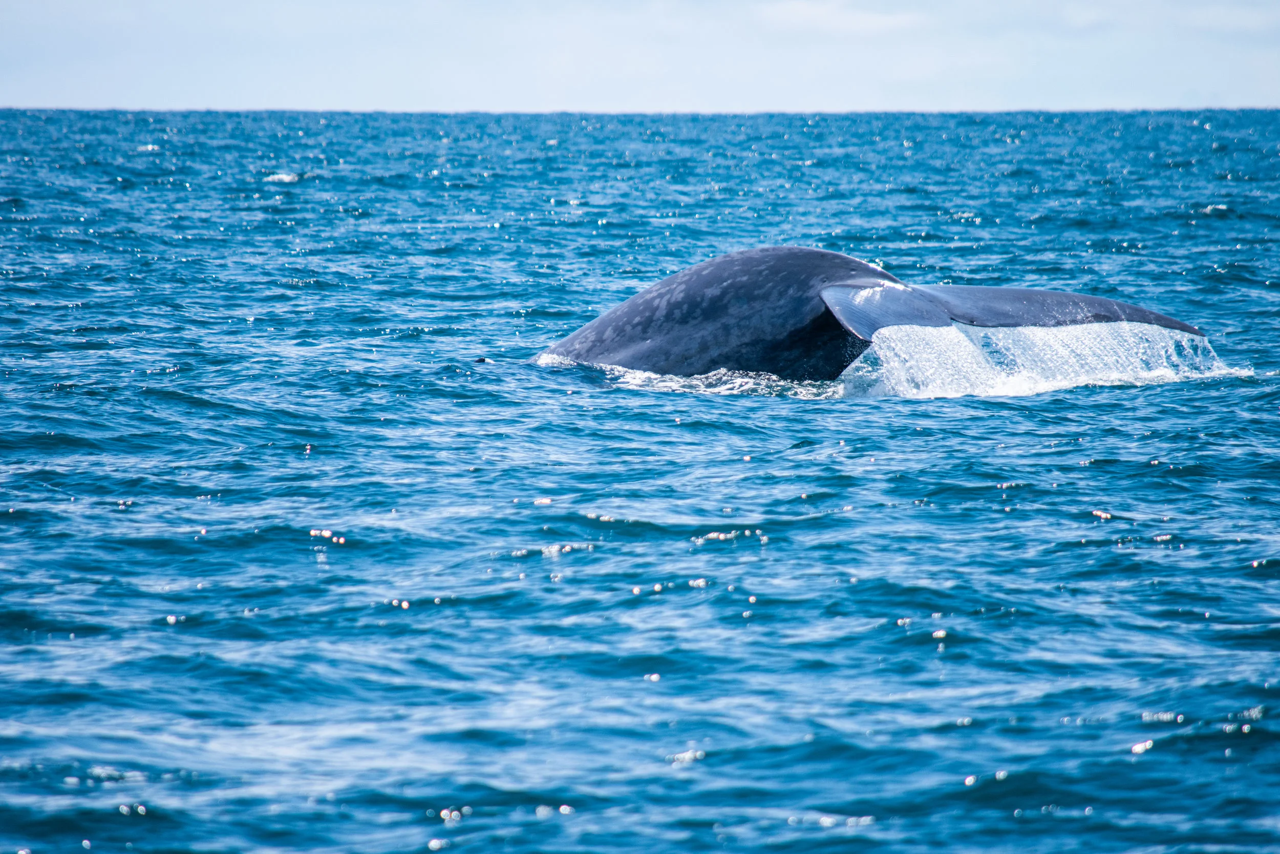 whale 5.jpg