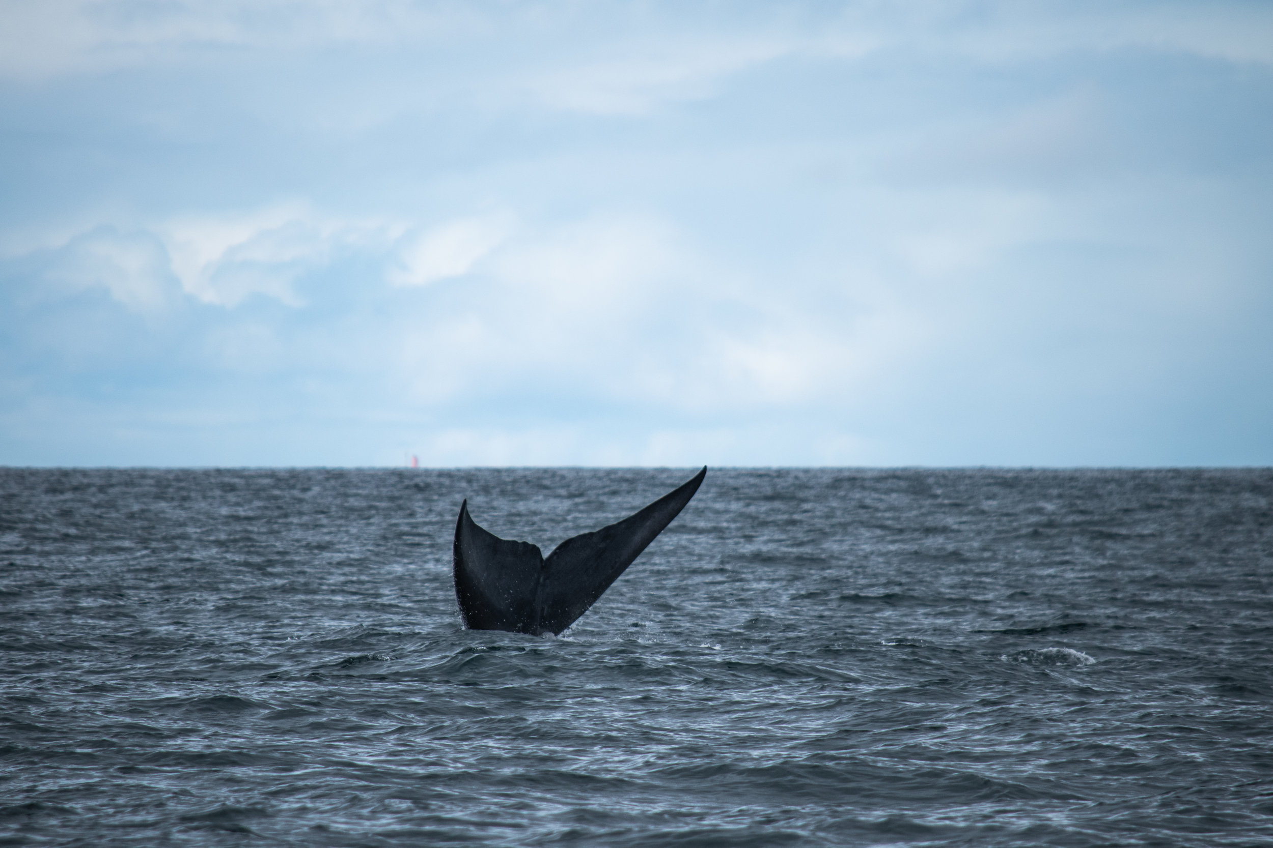 whale 4.jpg