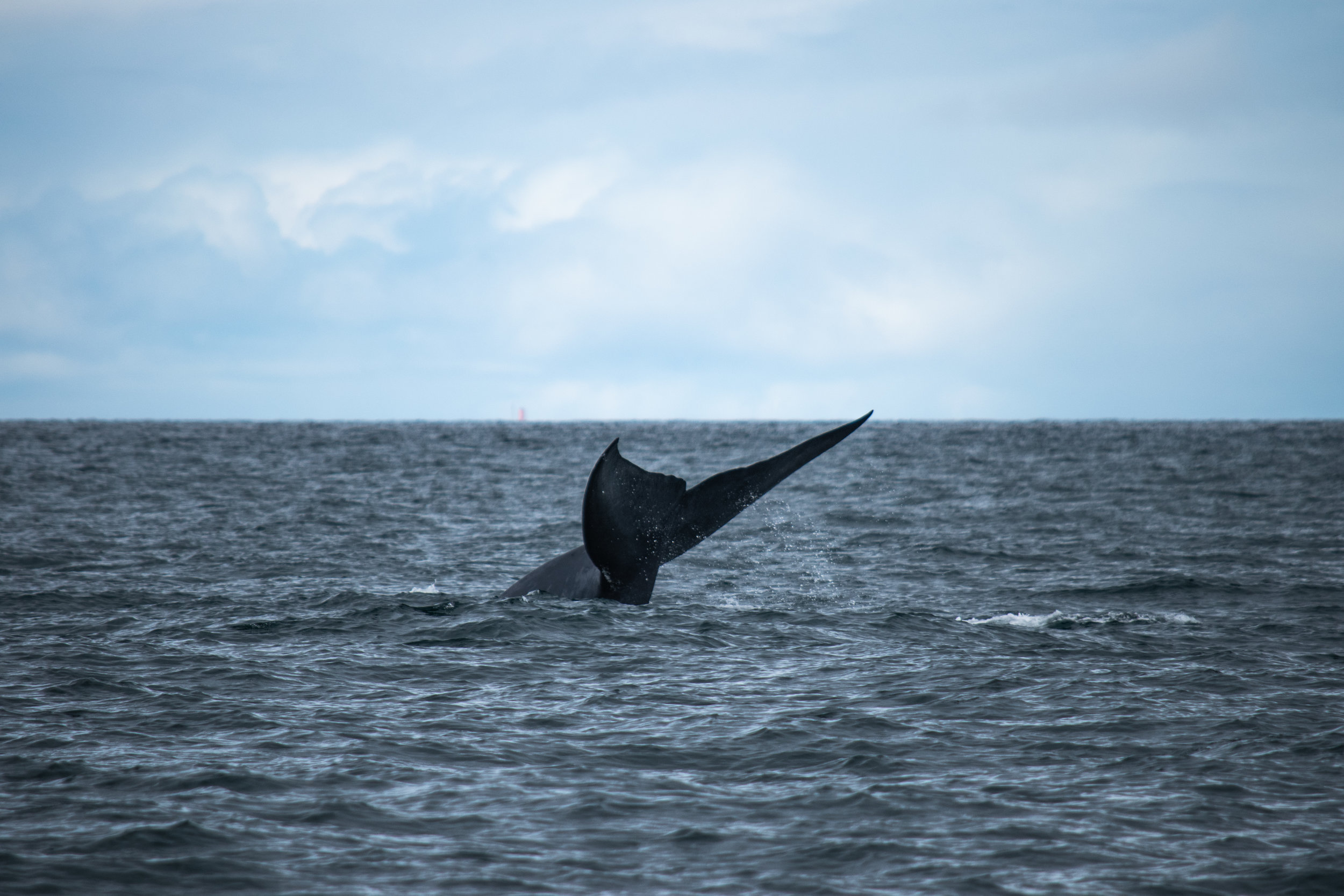 whale 3.jpg