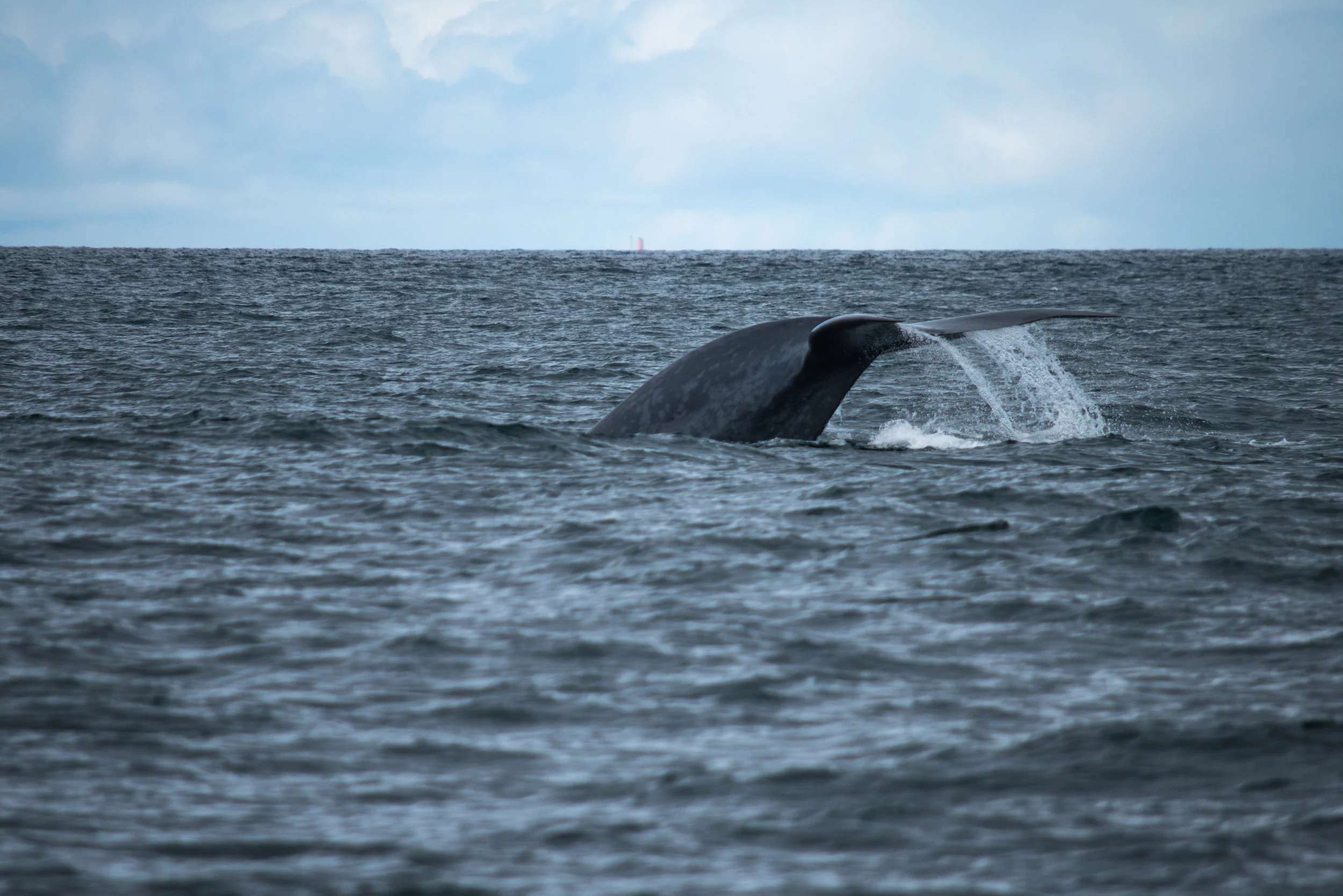 whale 2.jpg