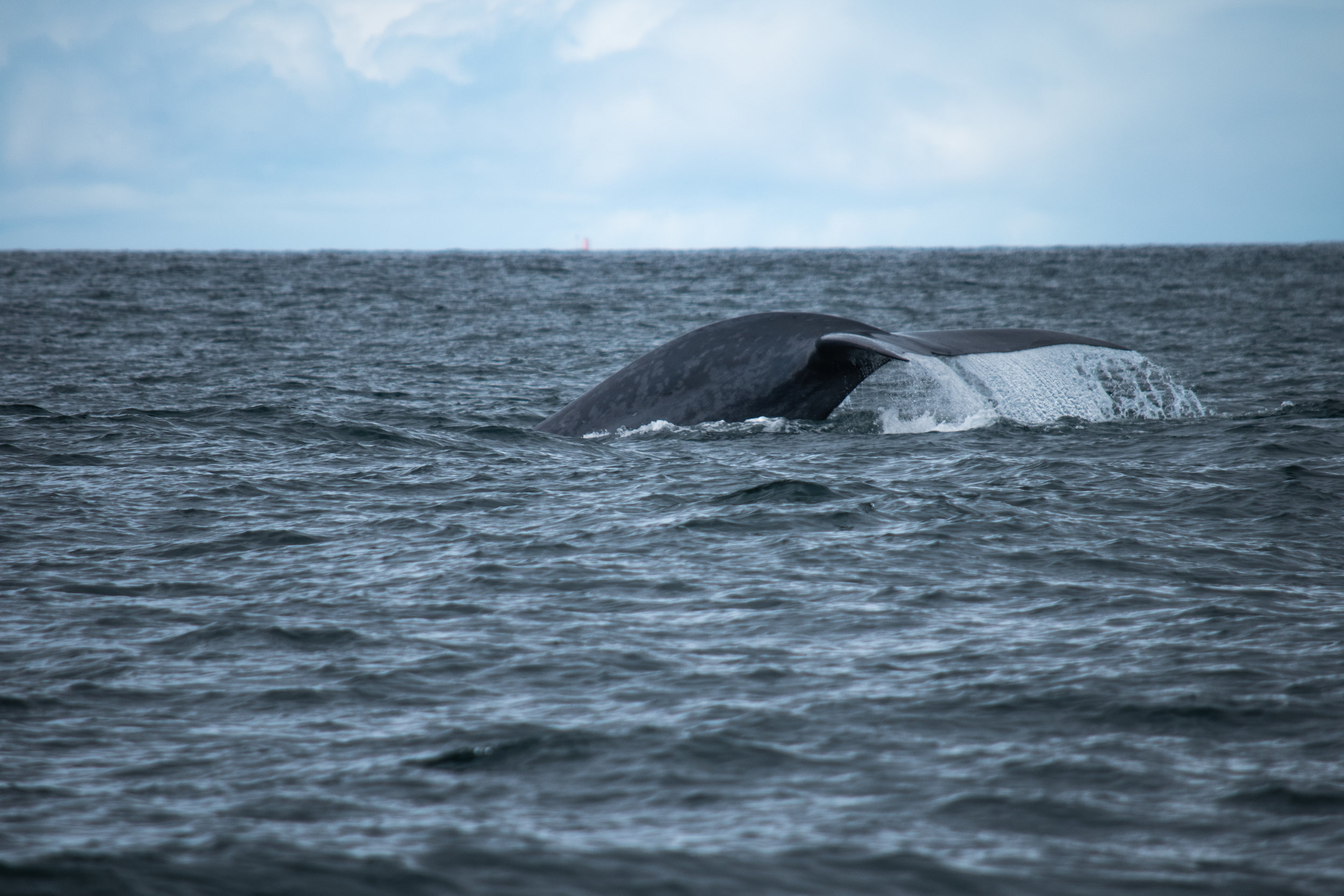 whale 1.jpg