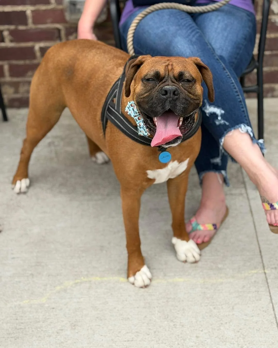 We had an amazing weekend partnering with Carolina Boxer Rescue! 🐾 It was such a joy hosting this event and spending time with so many incredible pups and people. Thank you to everyone who came out and helped make it so special! 💛