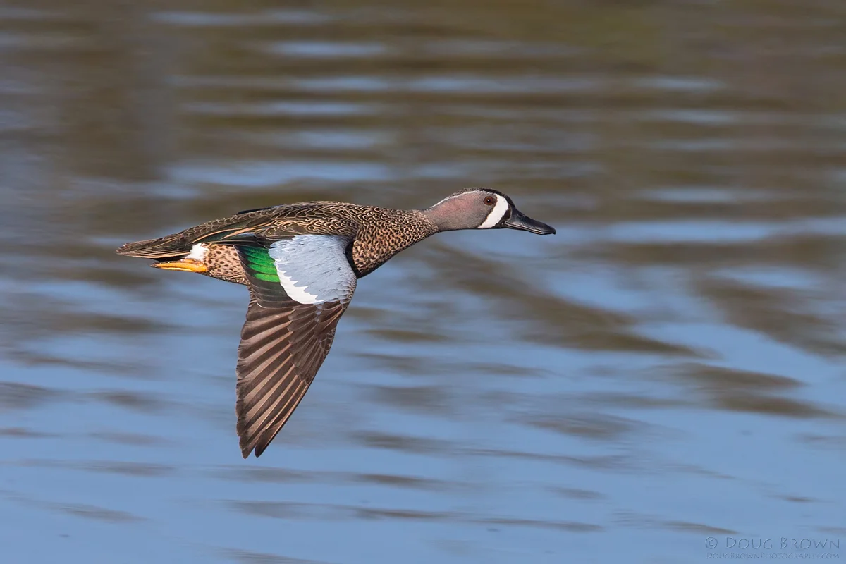 20140106-_A0R5581-Blue-winged-Teal-v3-crop.jpg
