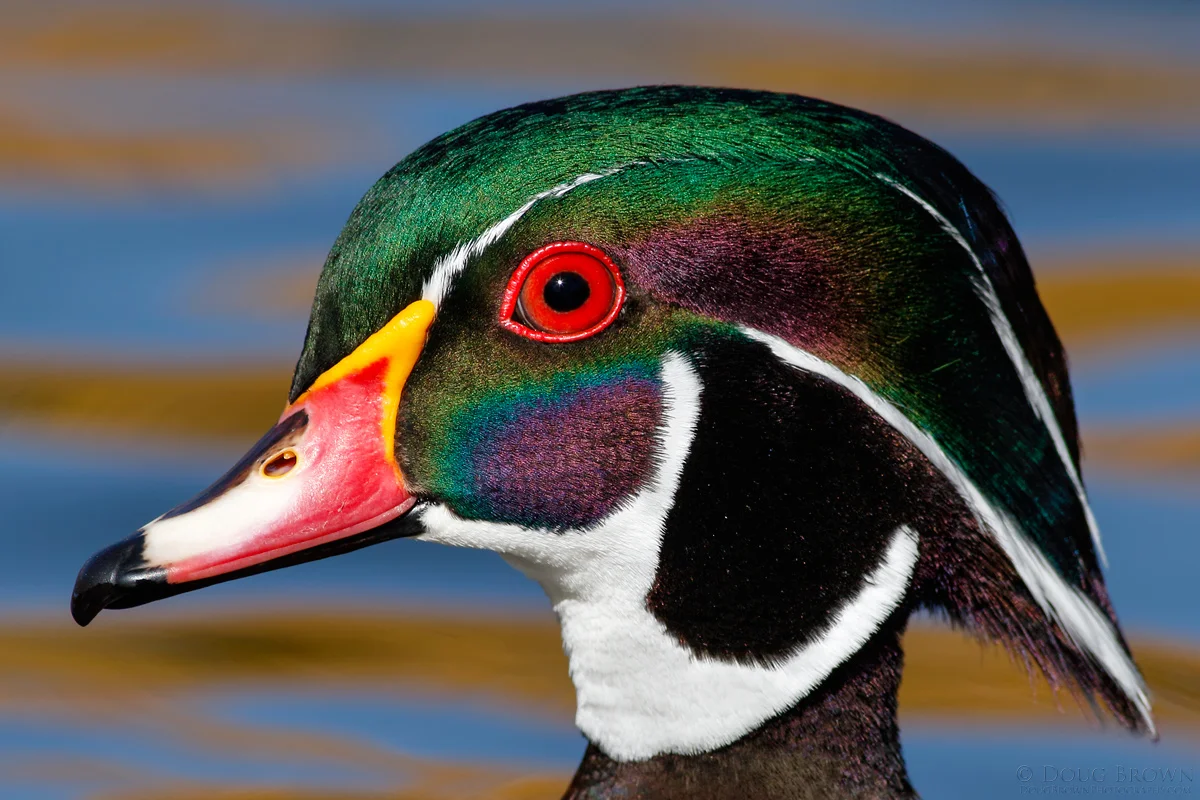 20141109-_L9A1390-Wood-Duck-4x6.jpg