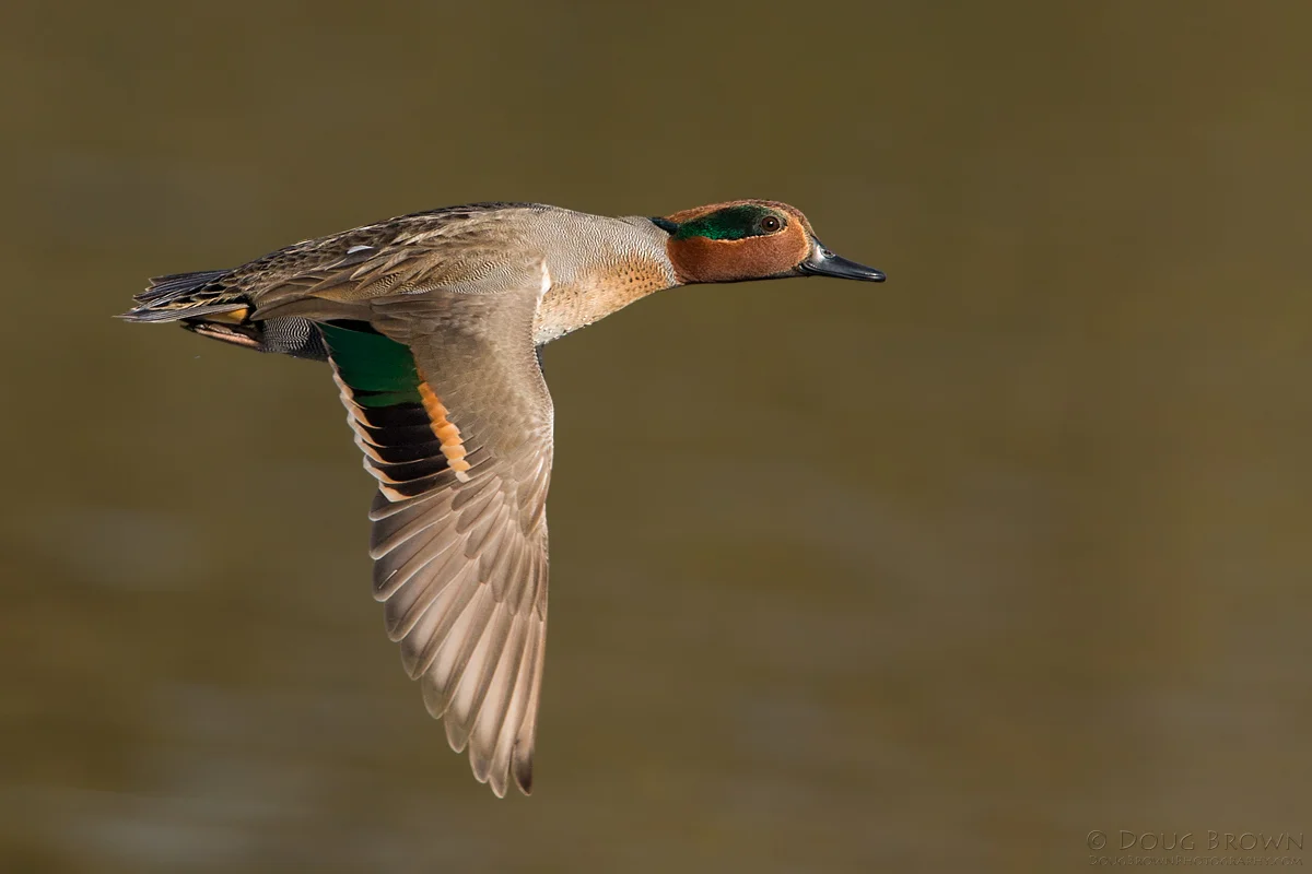 20131214-_A0R7228-Green-winged-Teal-4x6.jpg