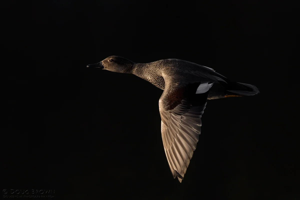 20131214-_A0R8096-Gadwall-4x6.jpg