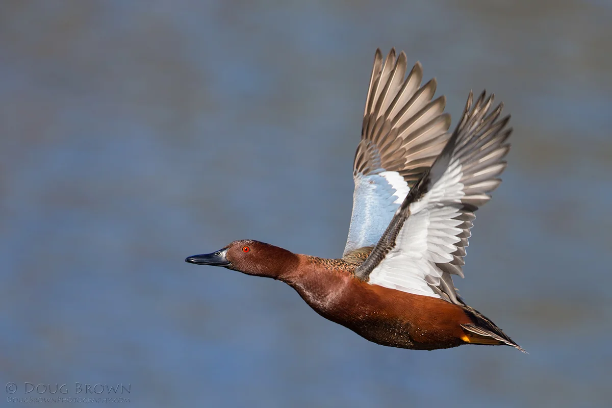 20140106-_A0R6227-Cinnamon-Teal-4x6.jpg
