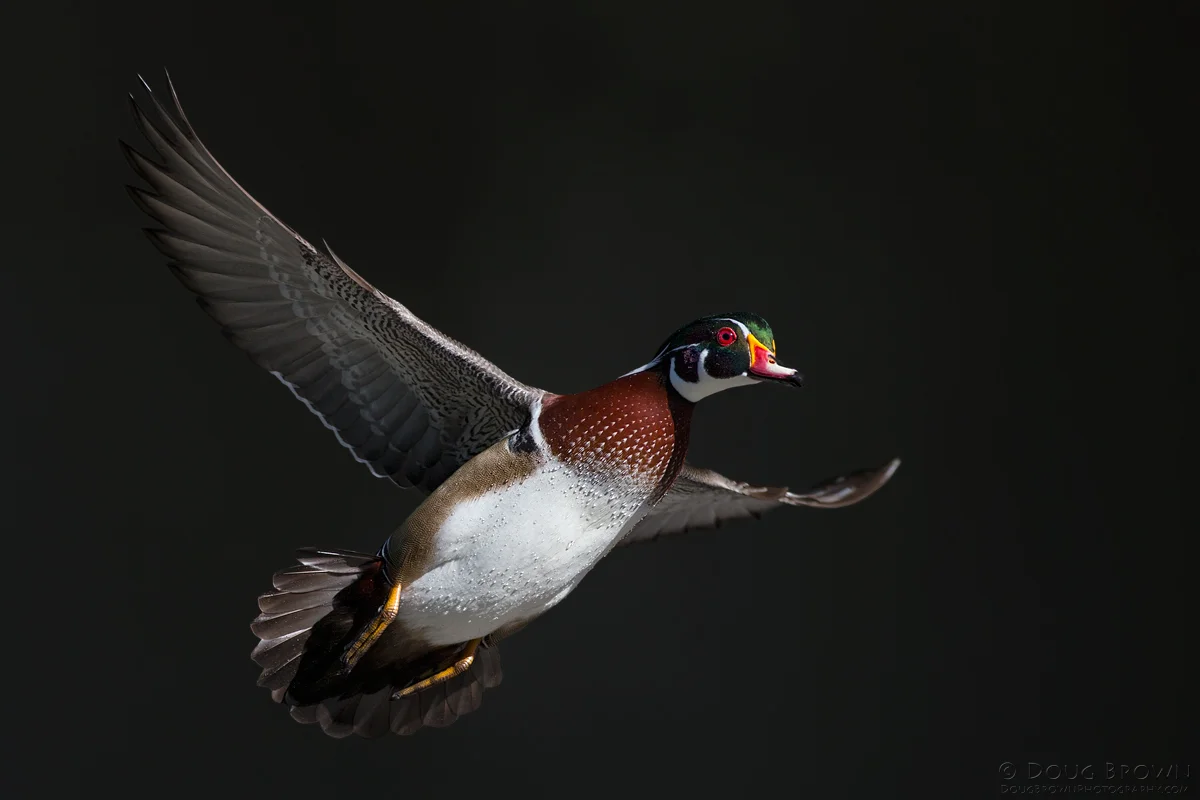 20131019-_A0R8943-Wood-Duck-4x6.jpg