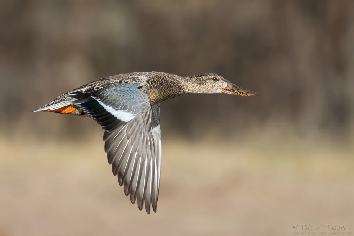 20141121-_A0R6643-Northern-Shoveler-4x6.jpg