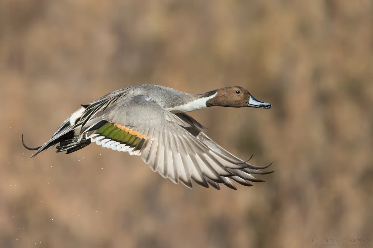 20141119-_A0R3065-Northern-Pintail-4x6.jpg