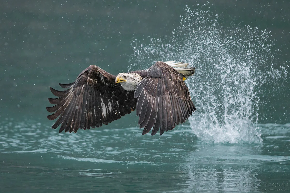 20130310-_A0R9158-Bald-Eagle-4x6.jpg