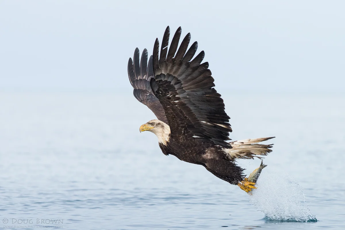 20130309-_A0R7986-Bald-Eagle-crop.jpg