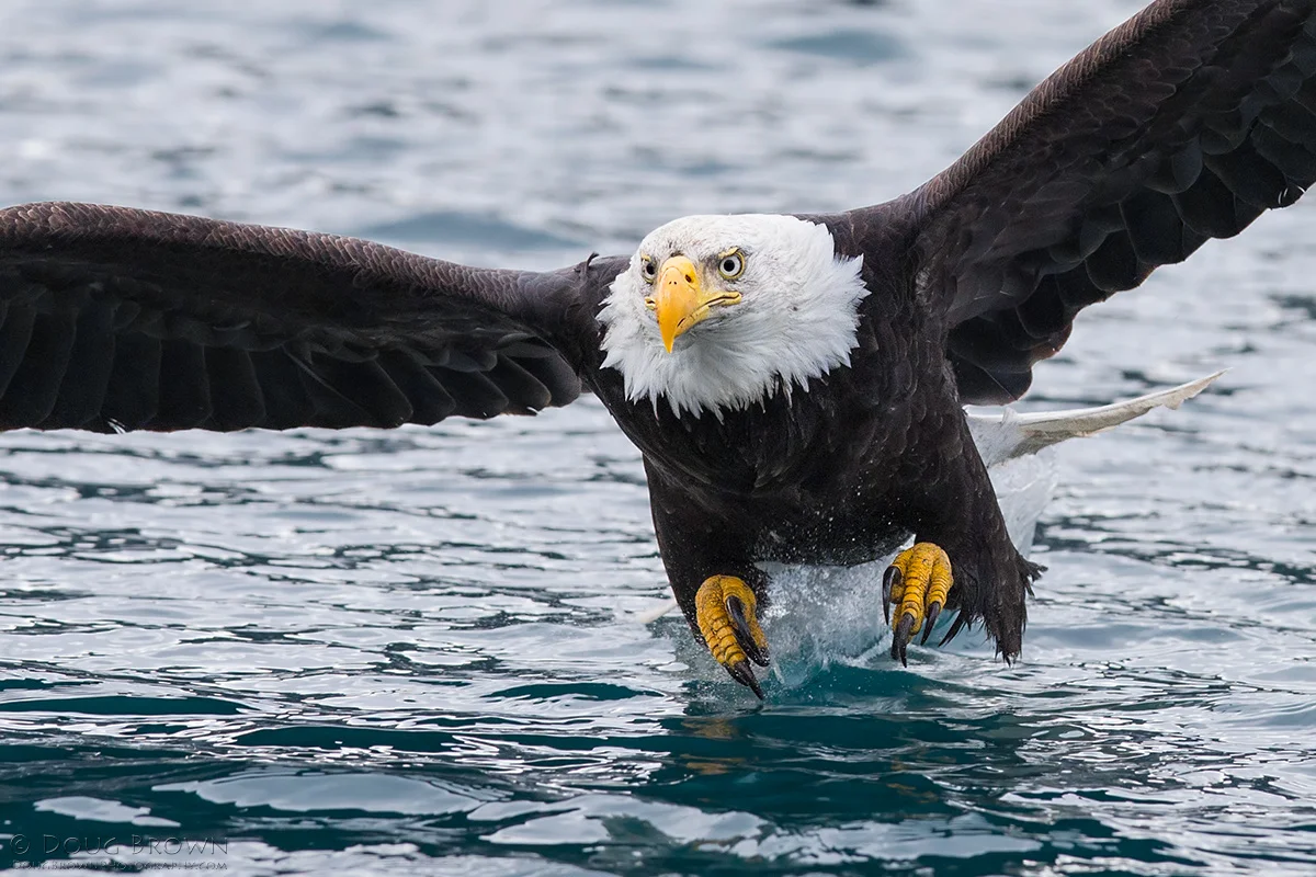 20130306-_A0R2197-Bald-Eagle-crop.jpg