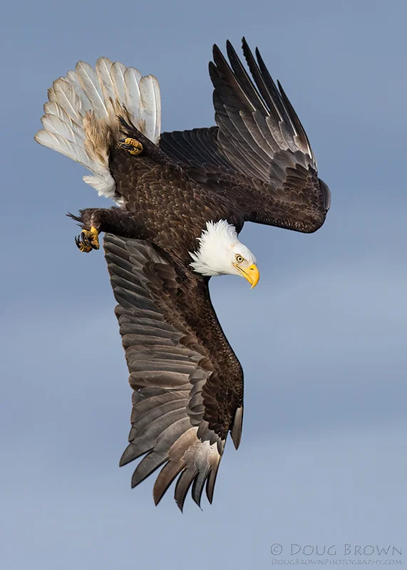 20130306-_A0R1766-Bald-Eagle-5x7.jpg