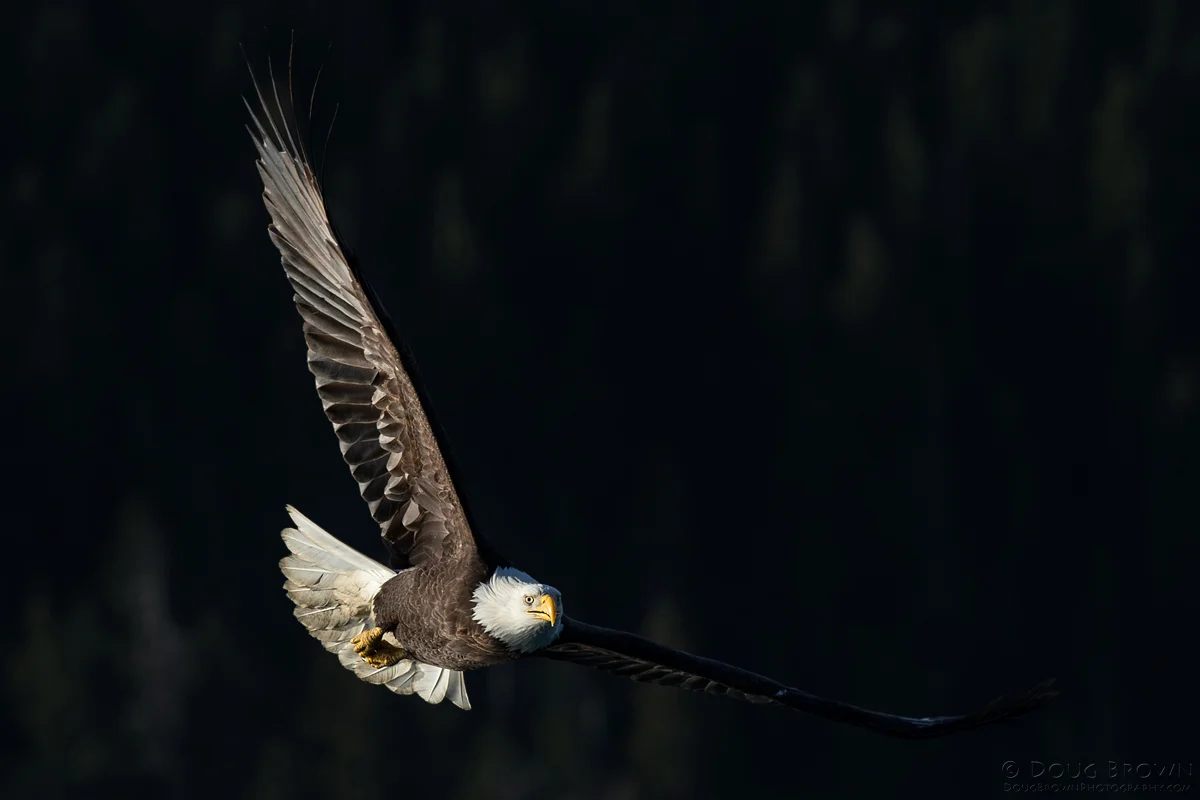 20130308-_A0R5611-Bald-Eagle-crop.jpg