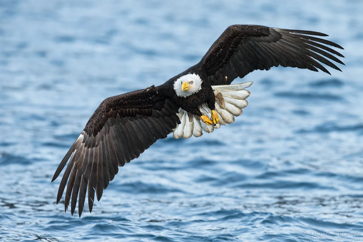 20130308-_A0R5087-Bald-Eagle-crop.jpg