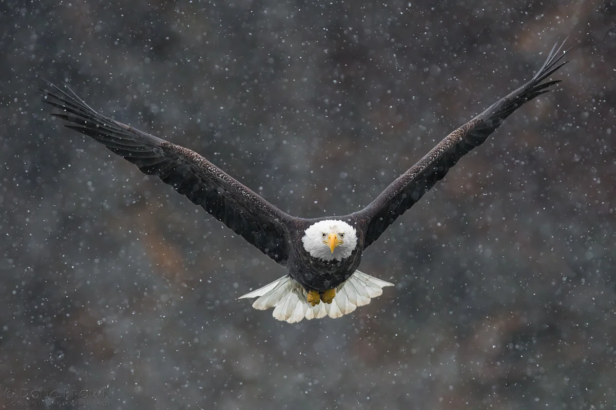 20130310-_A0R0068-Bald-Eagle-crop.jpg