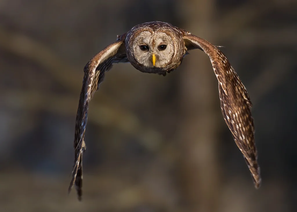 20100305-_V5C4903-Barred-Owl-crop.jpg