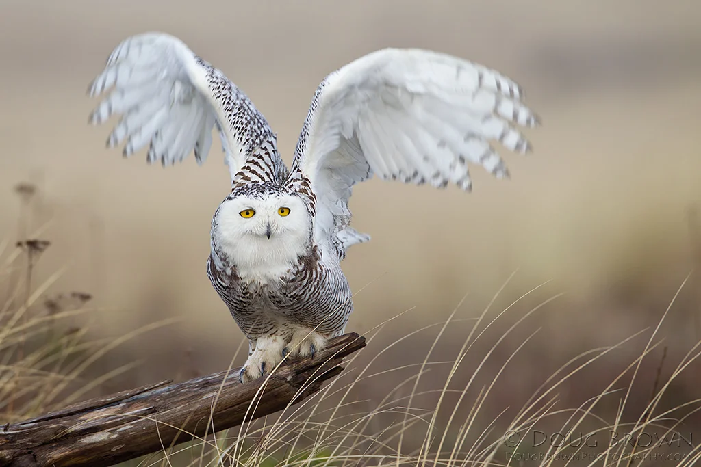 20120304-_V5C3874-Snowy-Owl-crop.jpg