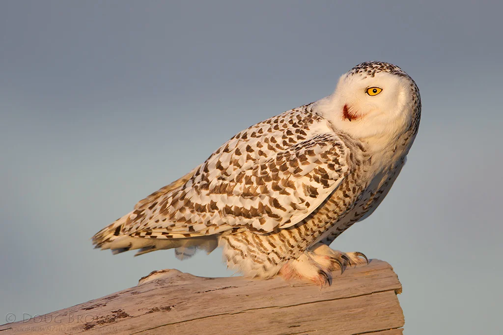 20120306-_V5C5079-Snowy-Owl-crop.jpg
