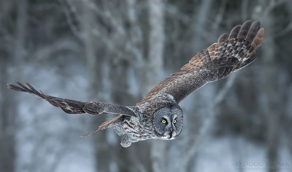 20130120-_A0R2254-Great-Gray-Owl-free-crop.jpg