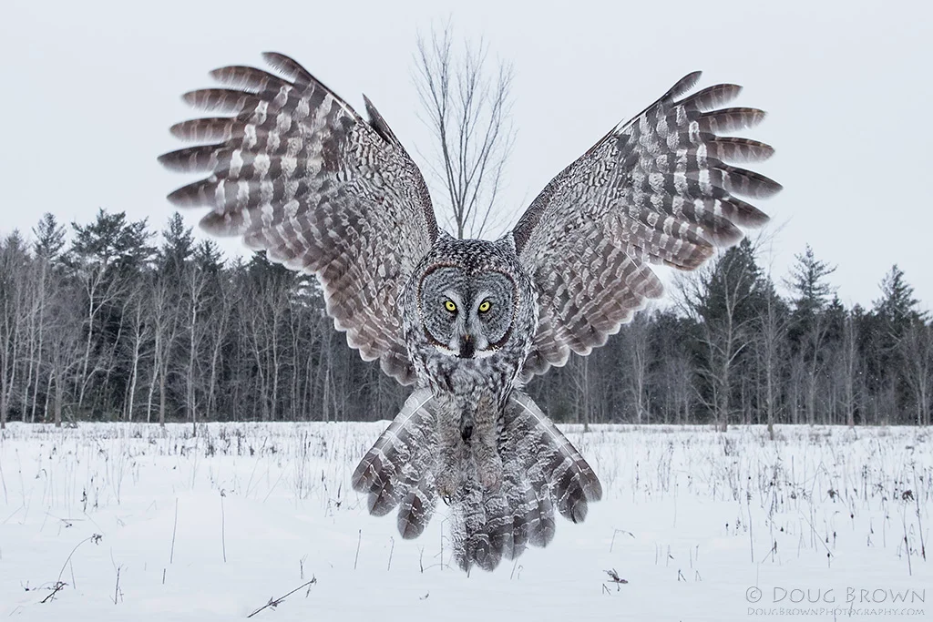 20130122-_A0R3803-Great-Gray-Owl-crop.jpg
