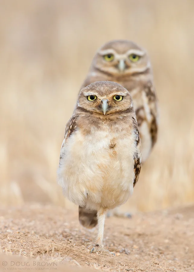 20130710-_A0R4987-Burrowing-Owls-5x7.jpg