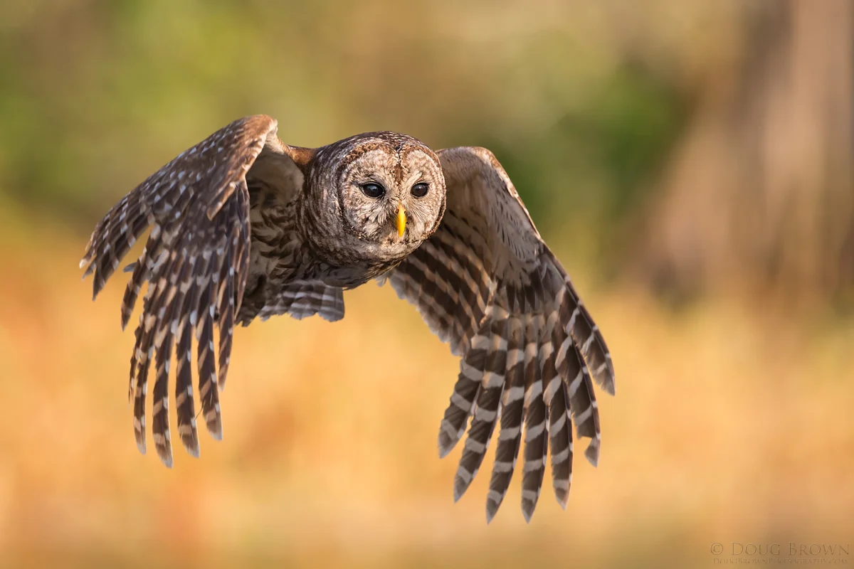 20140315-_A0R0463-Barred-Owl-4x6.jpg