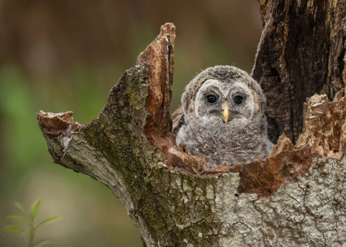 20140318-_A0R9140-Barred-Owl-5x7.jpg