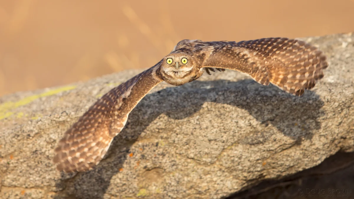 20140710-_A0R9826-Burrowing-Owl-16x9.jpg